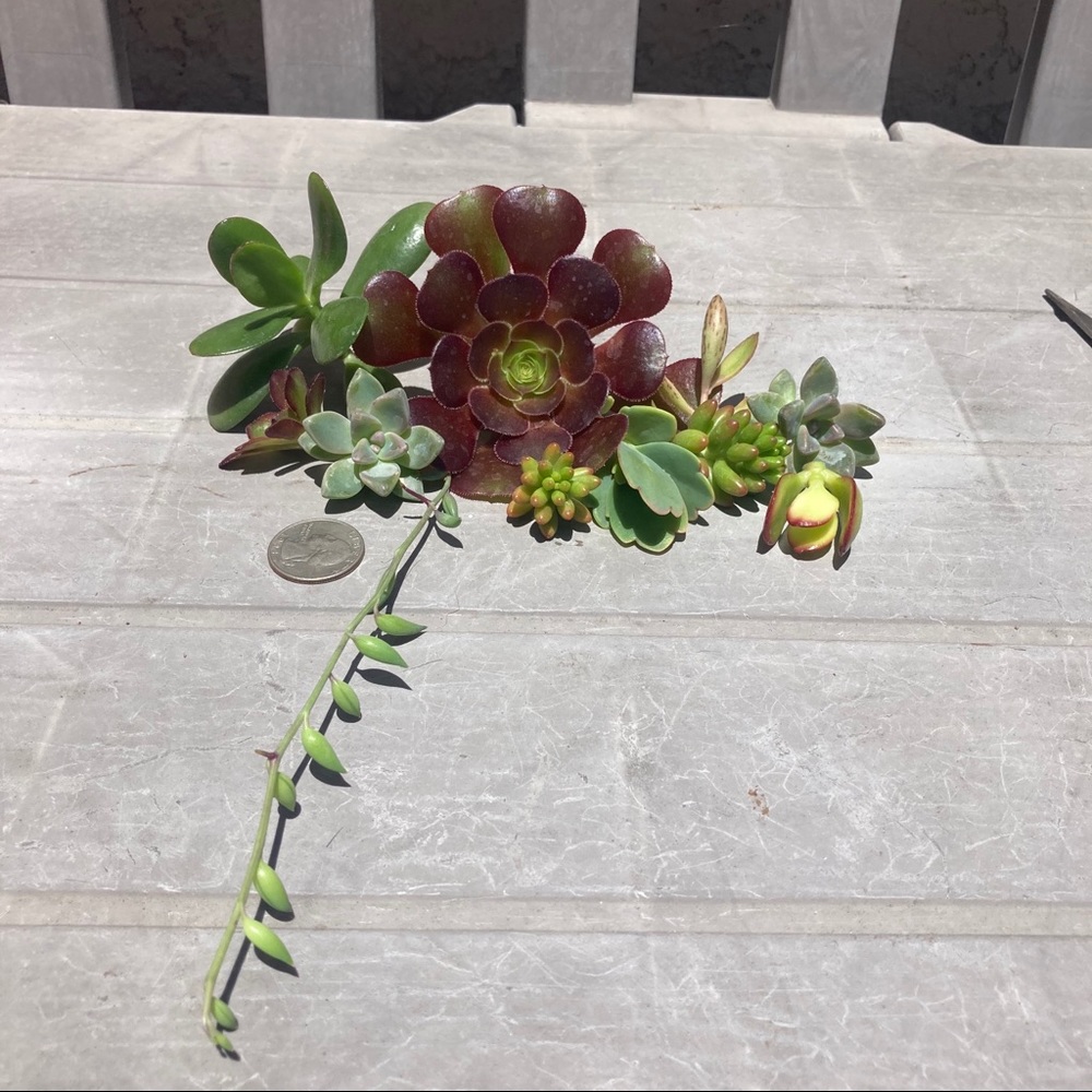 hannahtaylor162 succulents